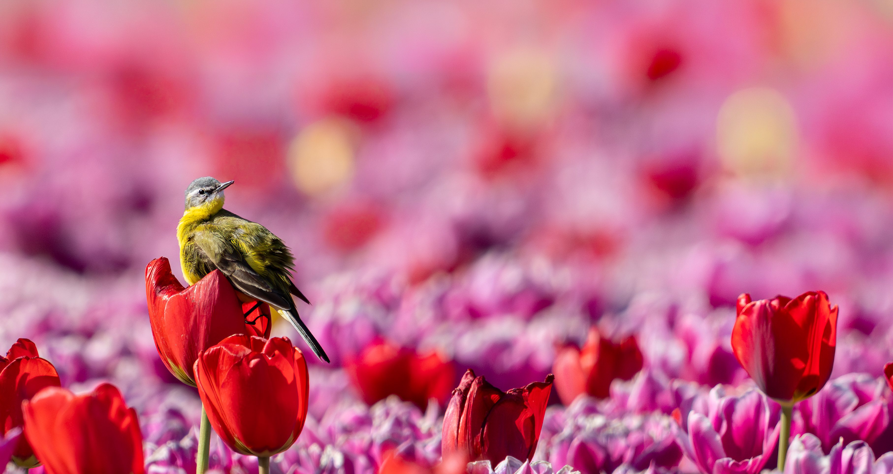 Gele vogel tussen oranje tulpen met roze achtergrond