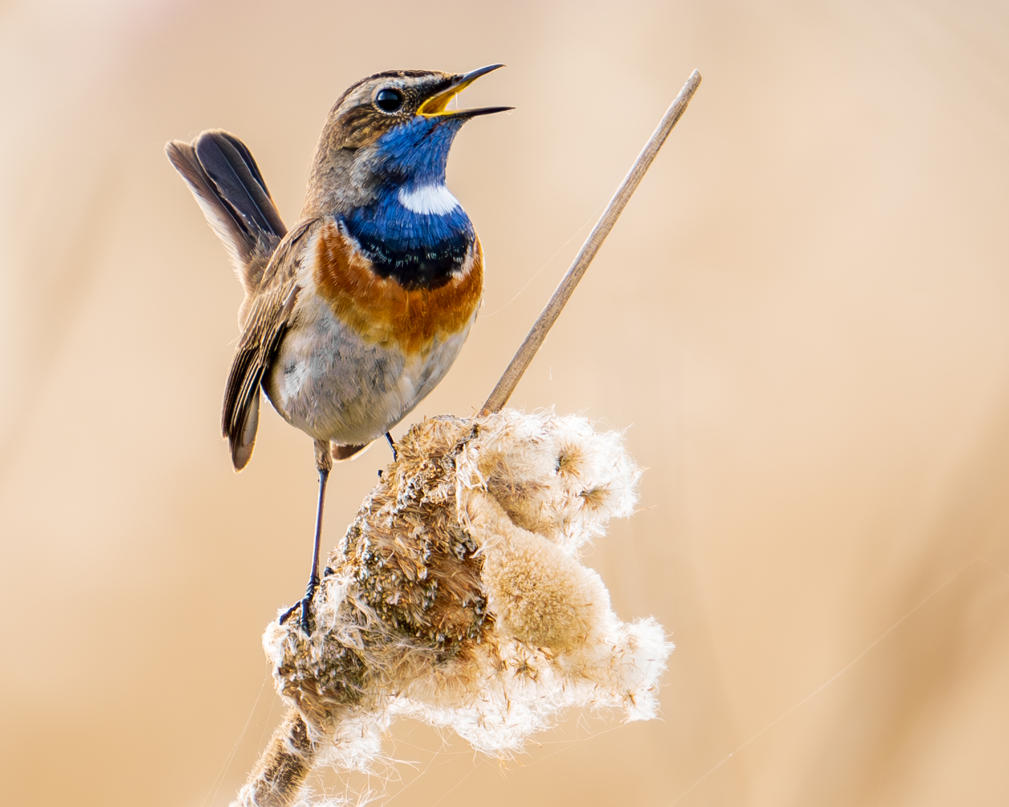 Vogels in Amstelveen