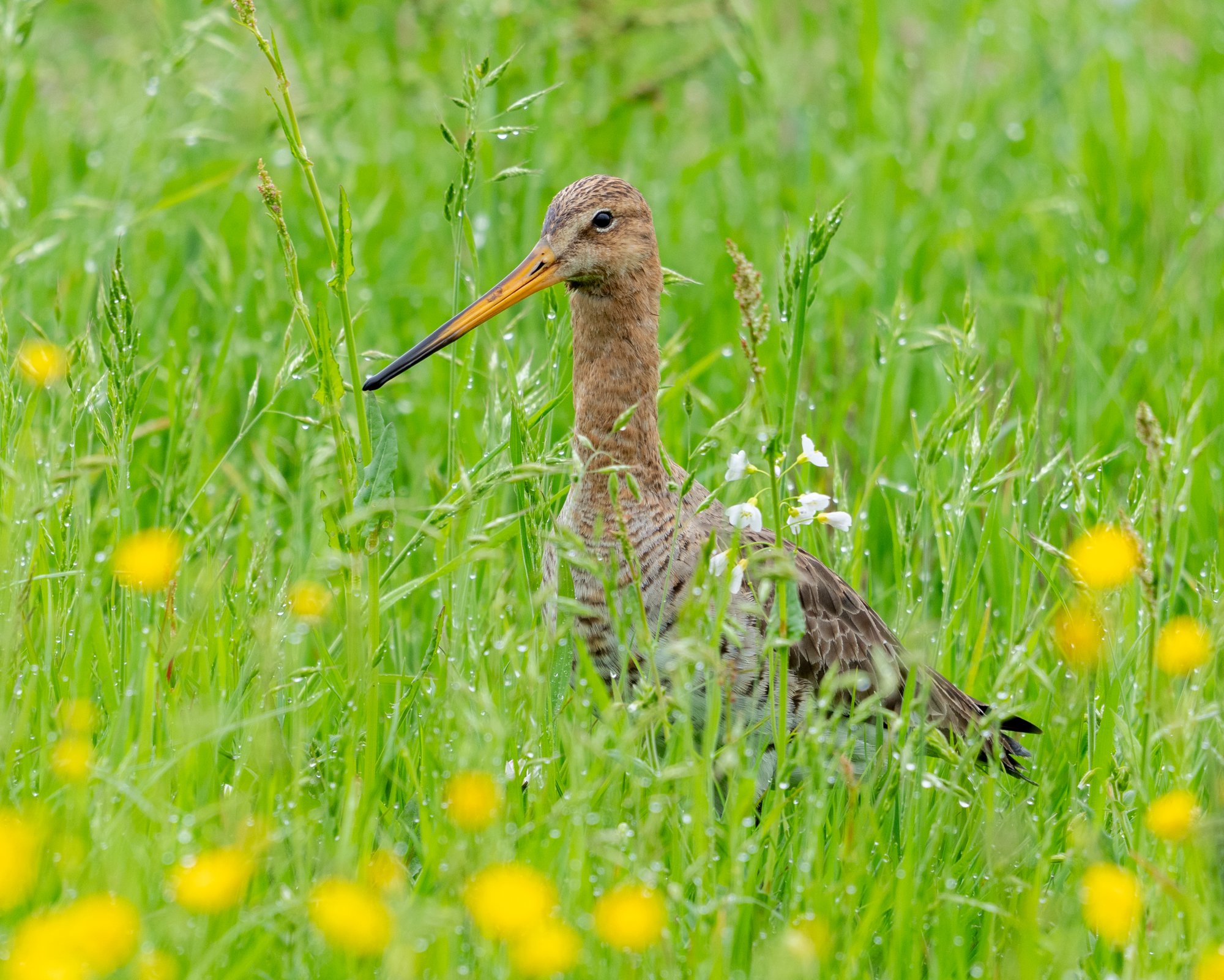 Stadsnatuur Amstelveen
