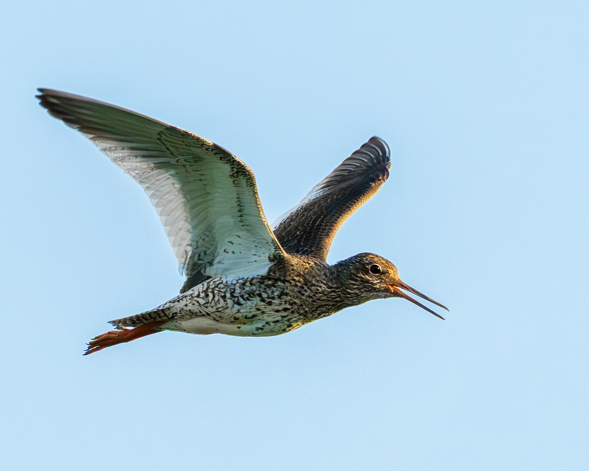 Vogels in Amstelveen