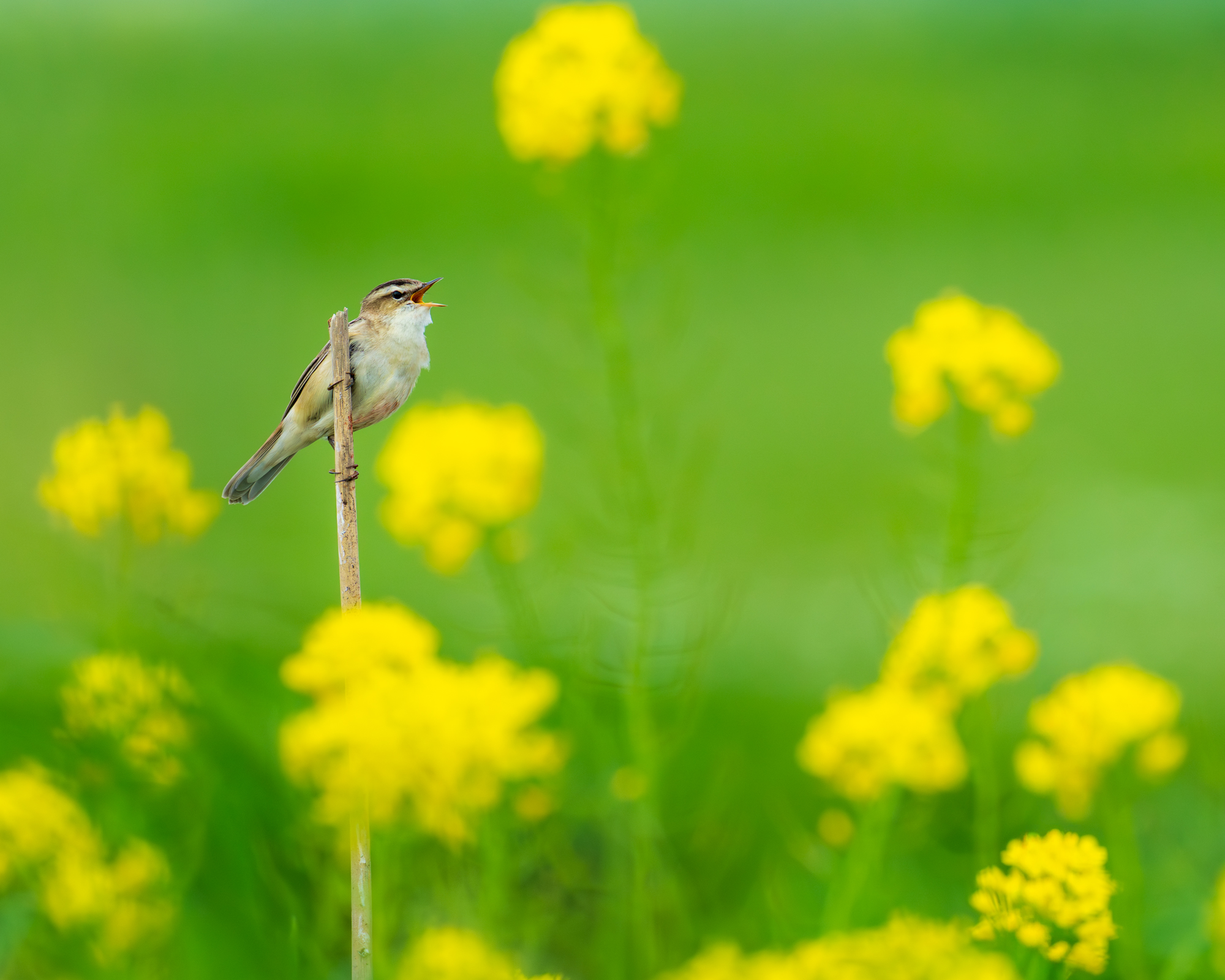 Dierenfotografie Amstelveen