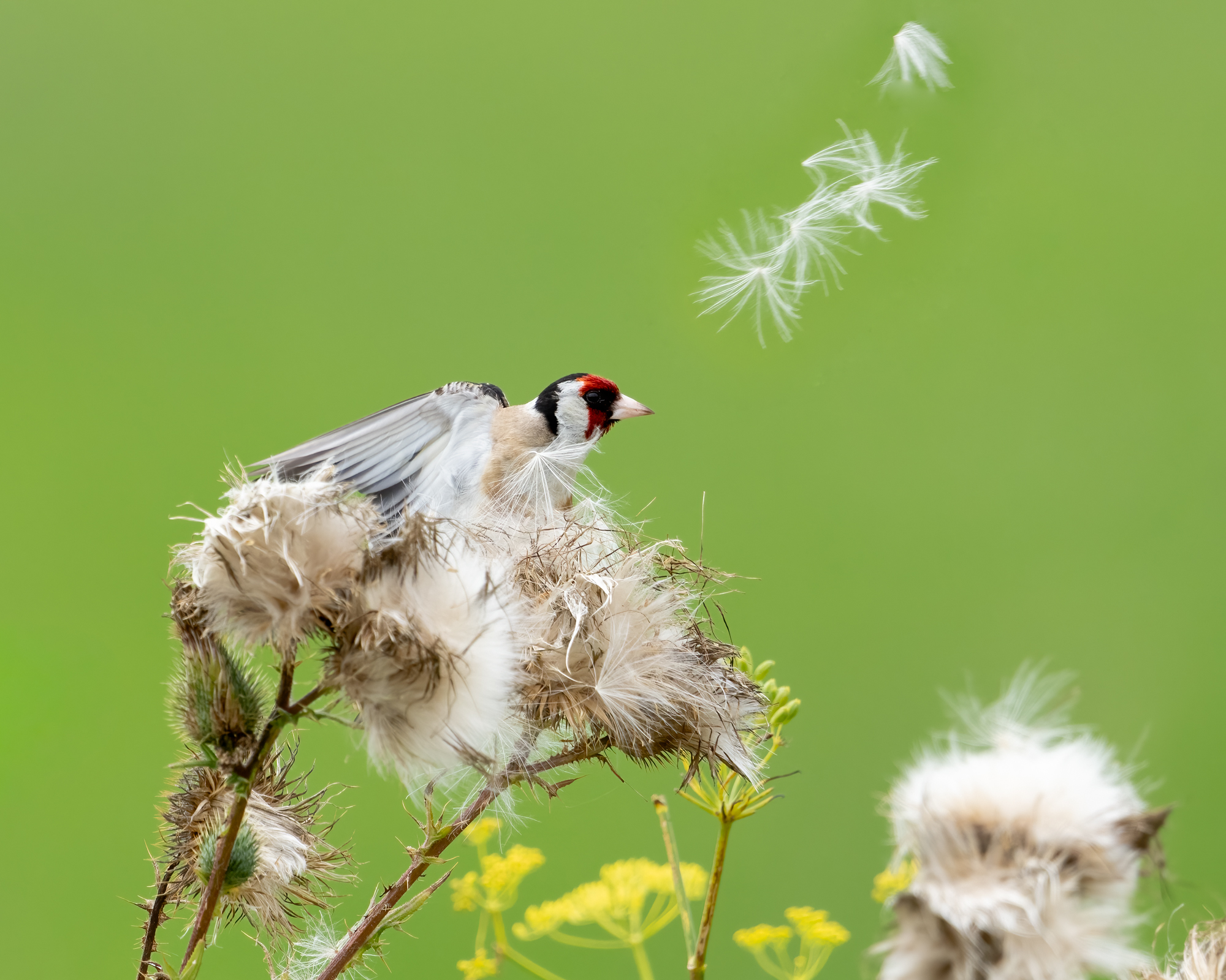 Wildlife Amstelveen
