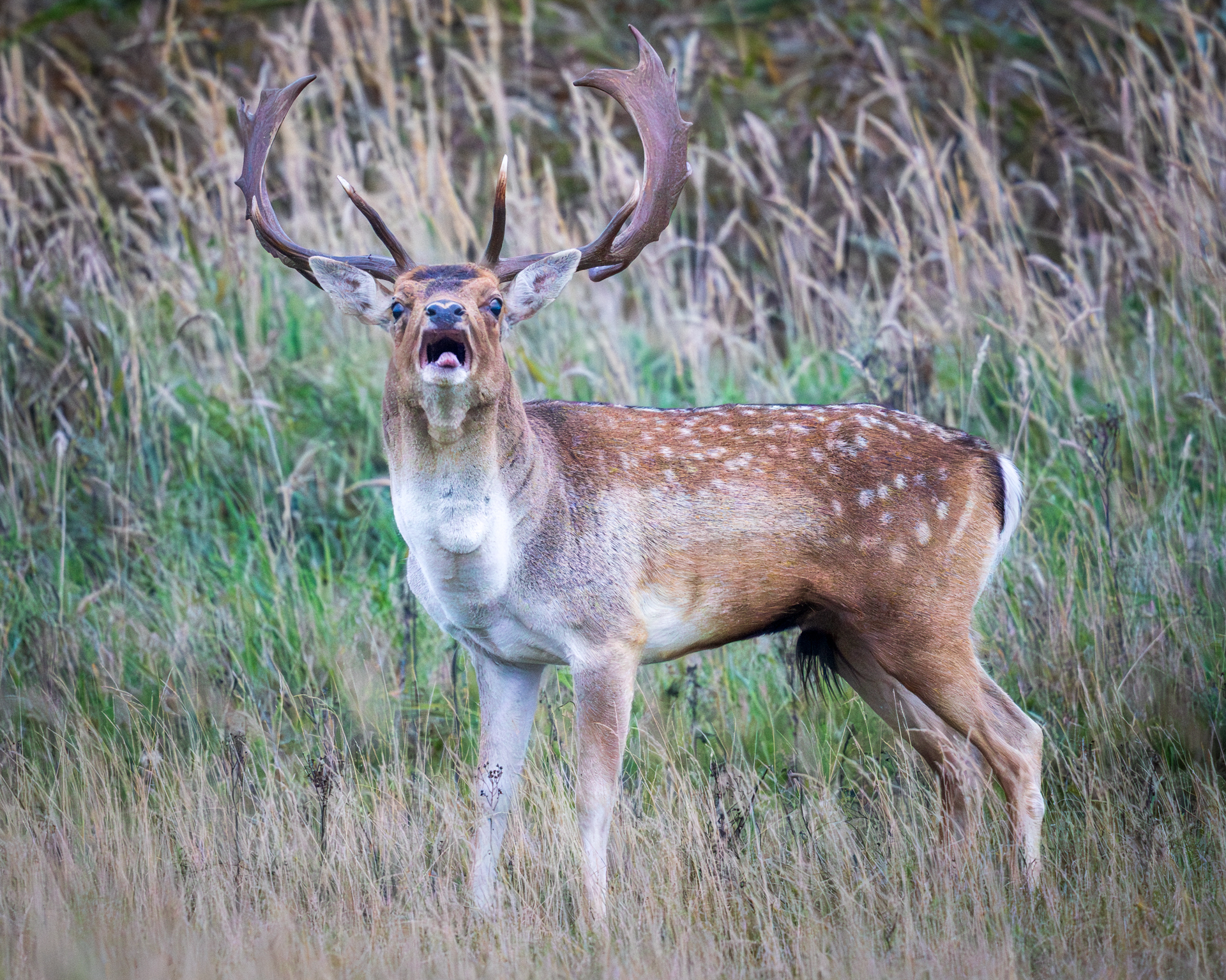 Dierenfotografie in de Amsterdamse Waterleidingduinen