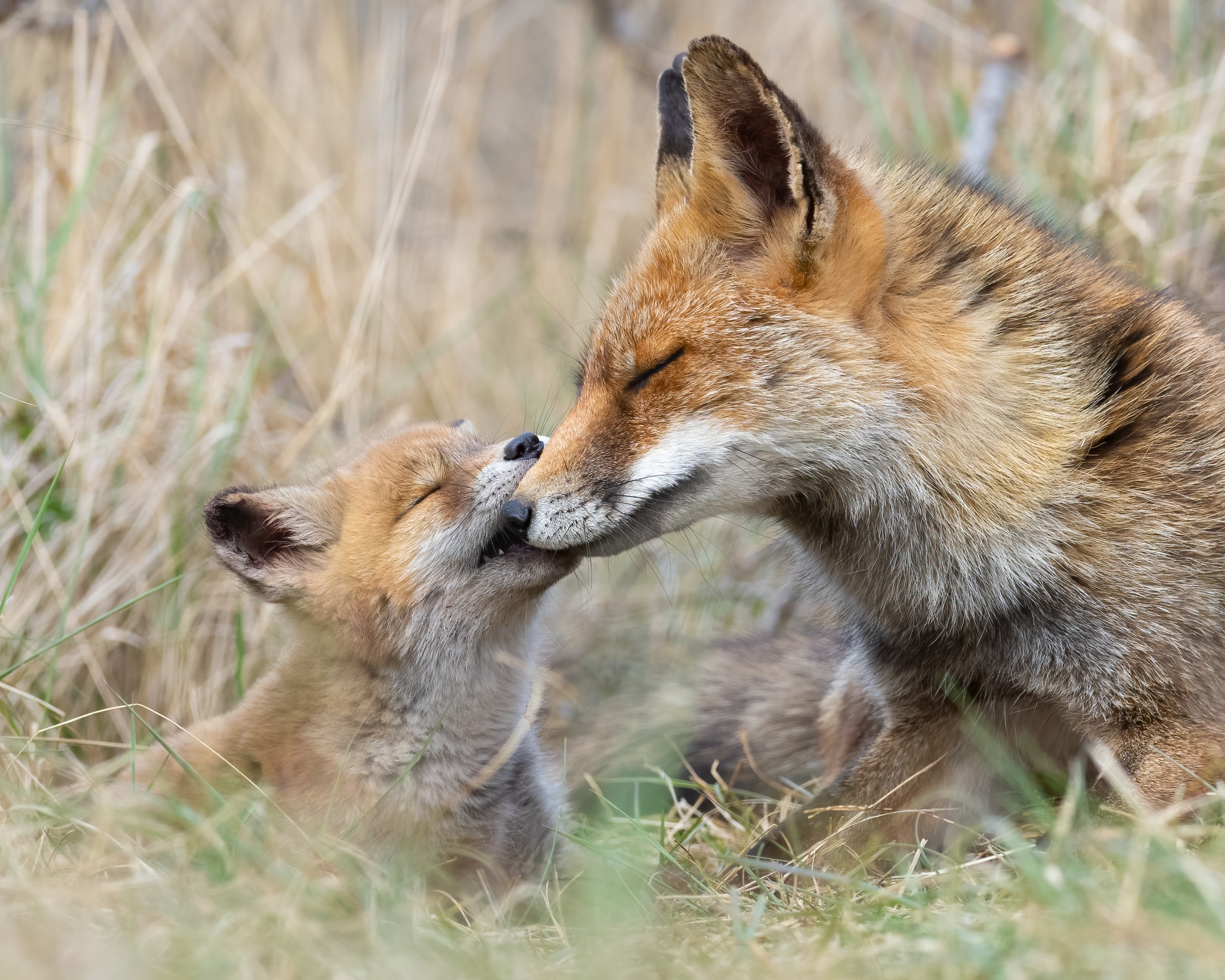 Dierenfotografie in de Amsterdamse Waterleidingduinen