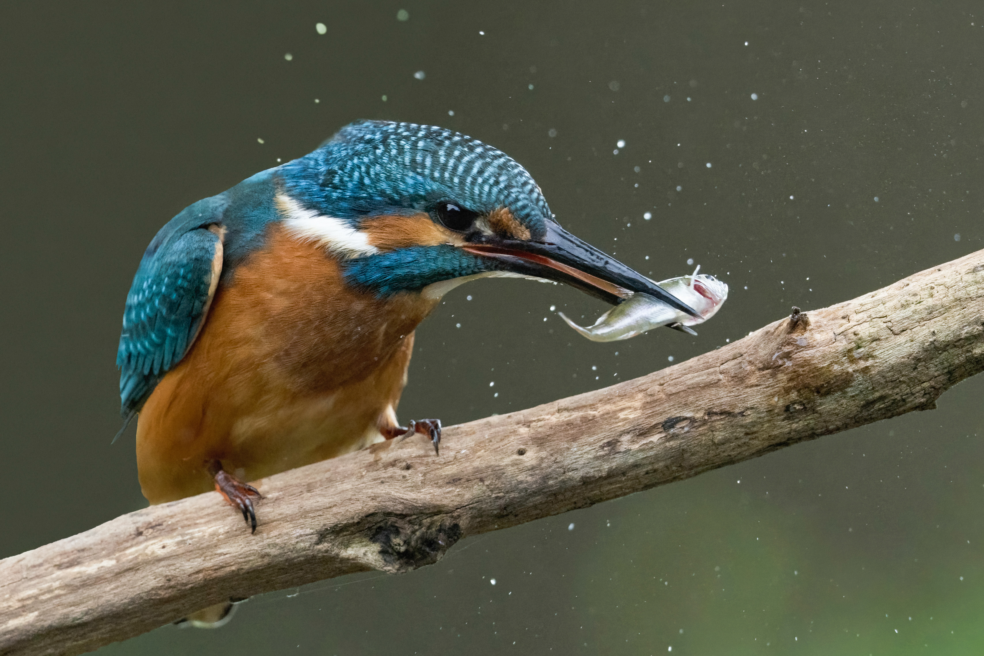 Dierenfotografie
