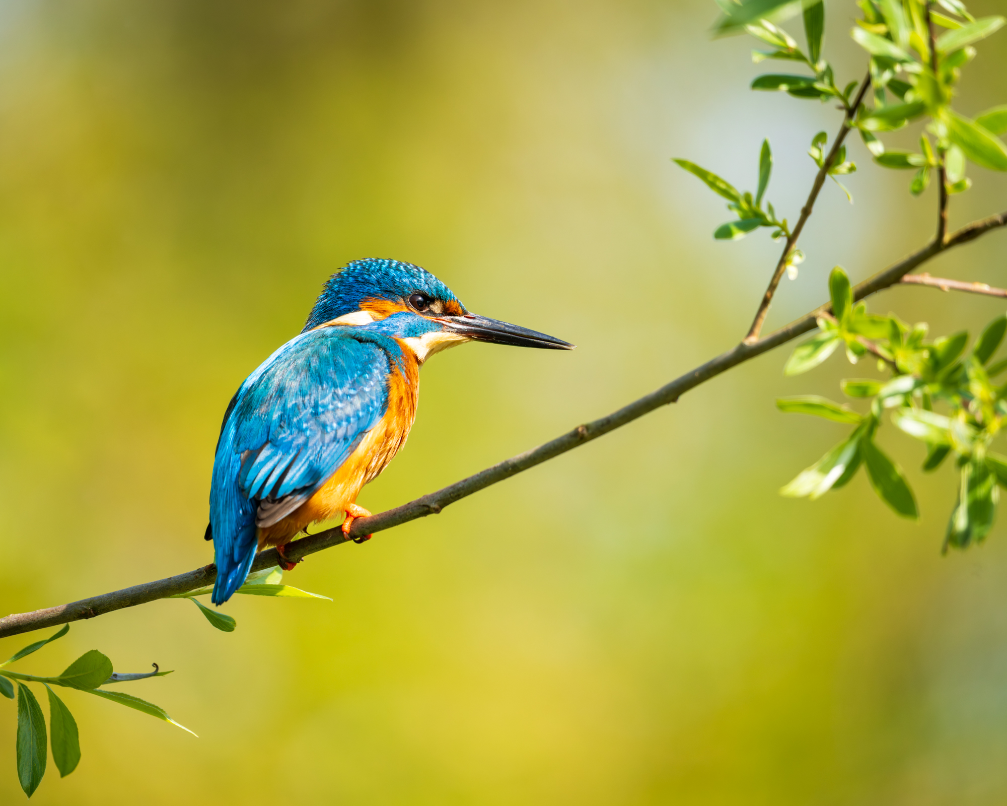 Vogels in de OVP