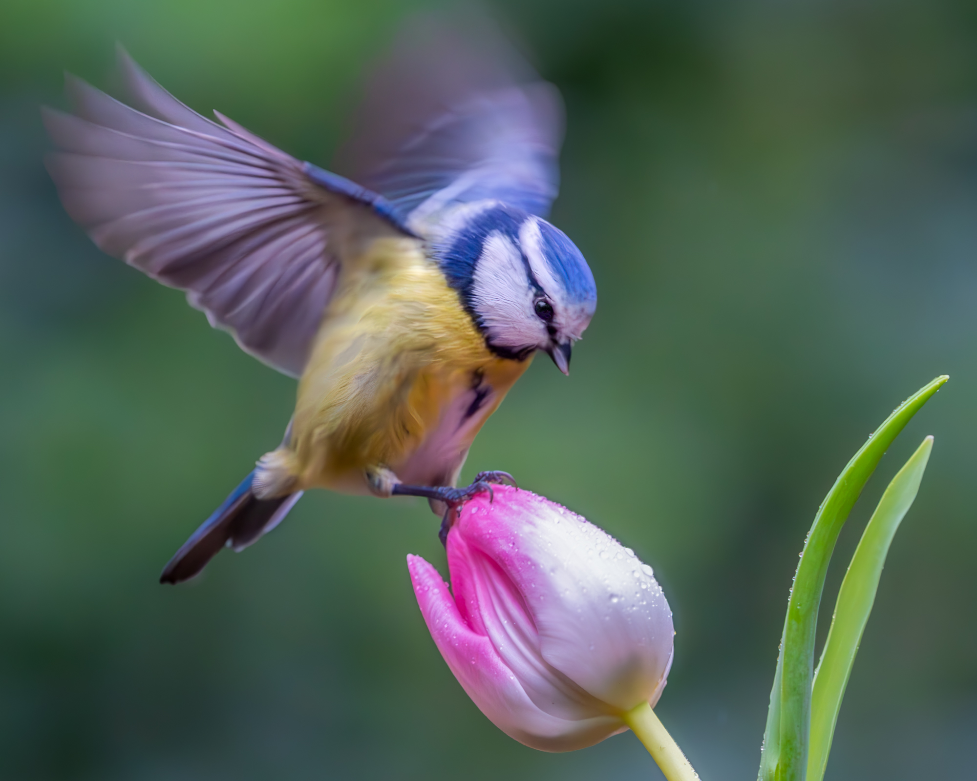 Vogels vanuit schuilhut