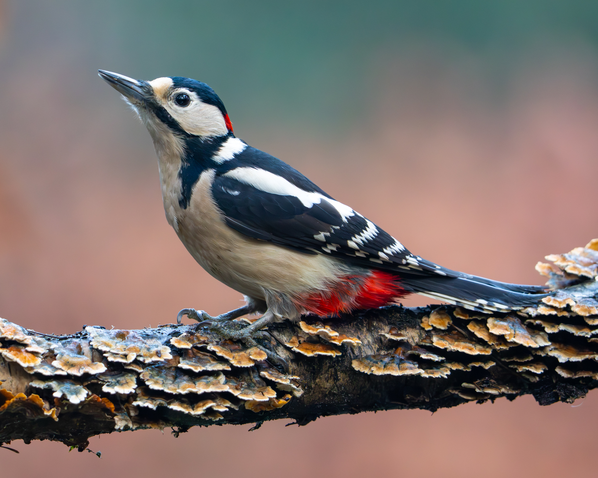 Natuur vanuit schuilhut